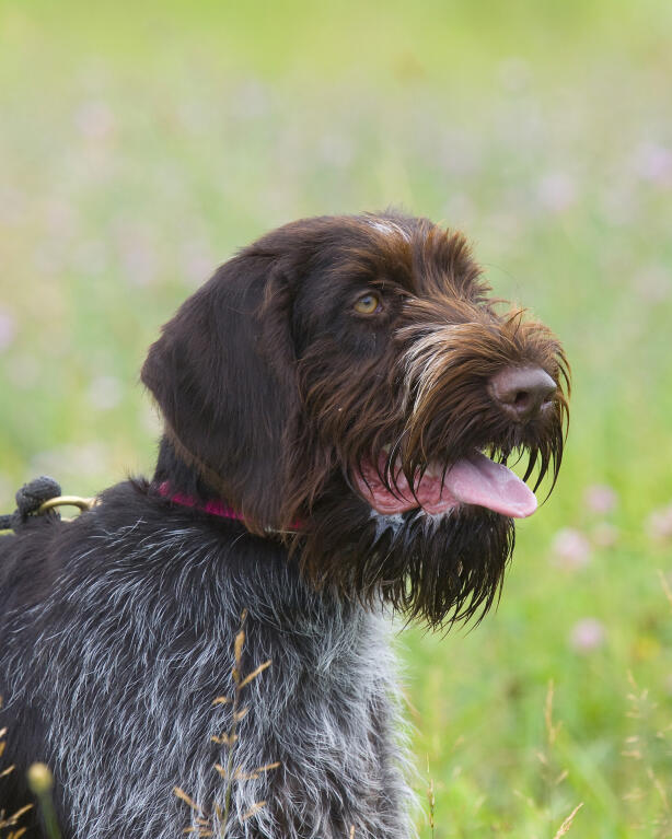 miniature german wirehaired pointer