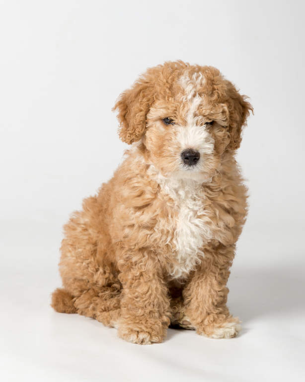 miniature spanish water dog