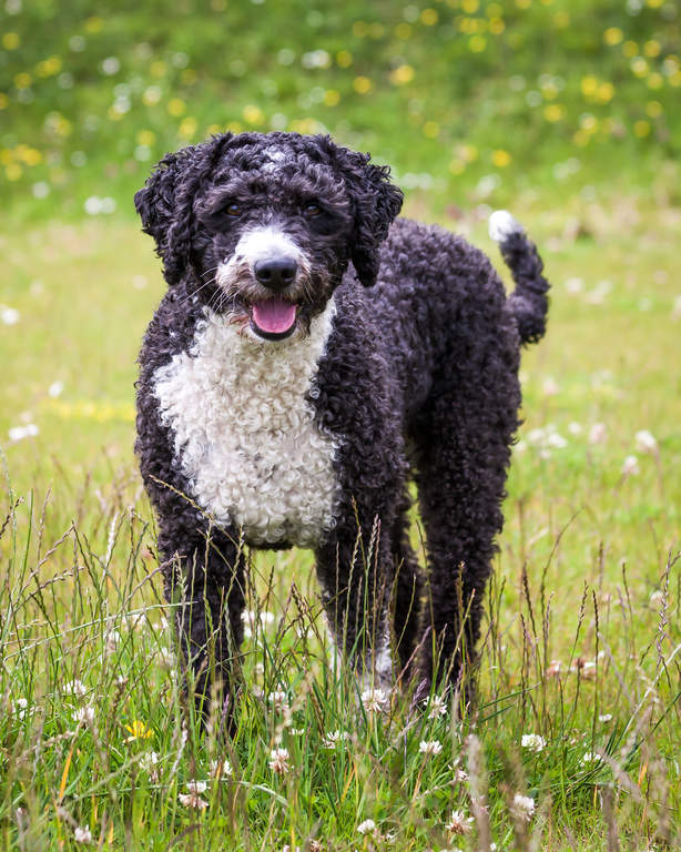 Spanish collie best sale dog