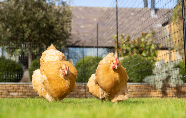 two chickens in a pen