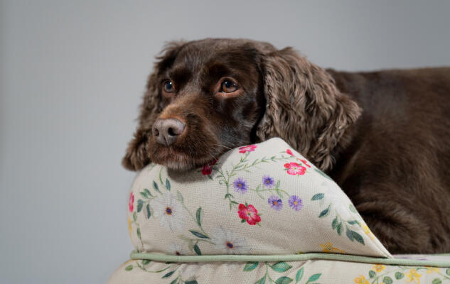 Cocker Spaniel resting on a sustainably made patterned Omlet Dog Bolster Bed.