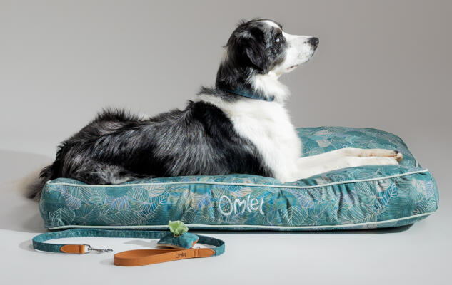 Collie cross lying on a patterned Omlet Cushion Dog Bed with matching leash and poop bag holder