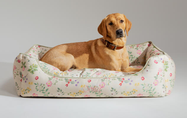 Retriever lying in a pillowy soft and supportive Omlet Nest Dog Bed