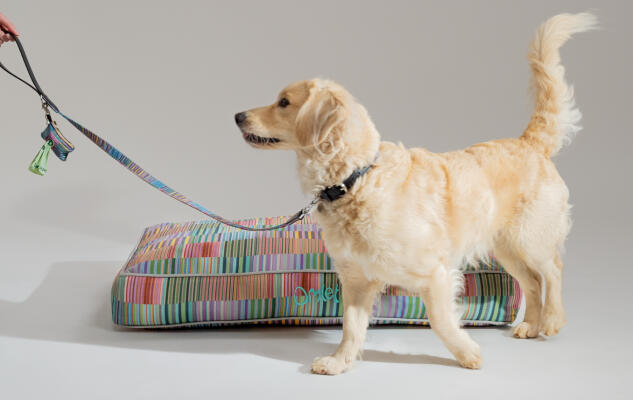 Retriever with a signature print Omlet Cushion Dog Bed with matching leash and poop bag holder