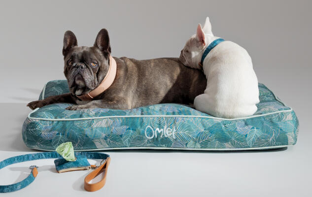 Two Frenchies snuggling on a soft and supportive Omlet Cushion Dog Bed with matching accessories