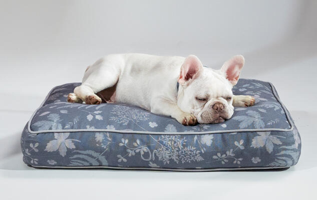 White Frenchie relaxing on a sustainably made designer Omlet Cushion Dog Bedlet Cushion Dog Bed with Two Frenchies sharing an Omlet designer cushion dog bed with matching accessories