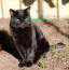 A lovely bombay cat sitting in the sun