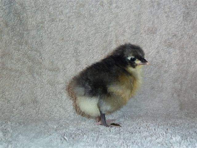 blue jersey giant chicks for sale