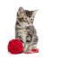 A cute american shorthair kitten with a ball of wool
