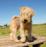 A lovely little lakeland terrier standing up on top of a picnic table