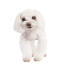 A beautiful little maltese with a well groomed soft, white coat