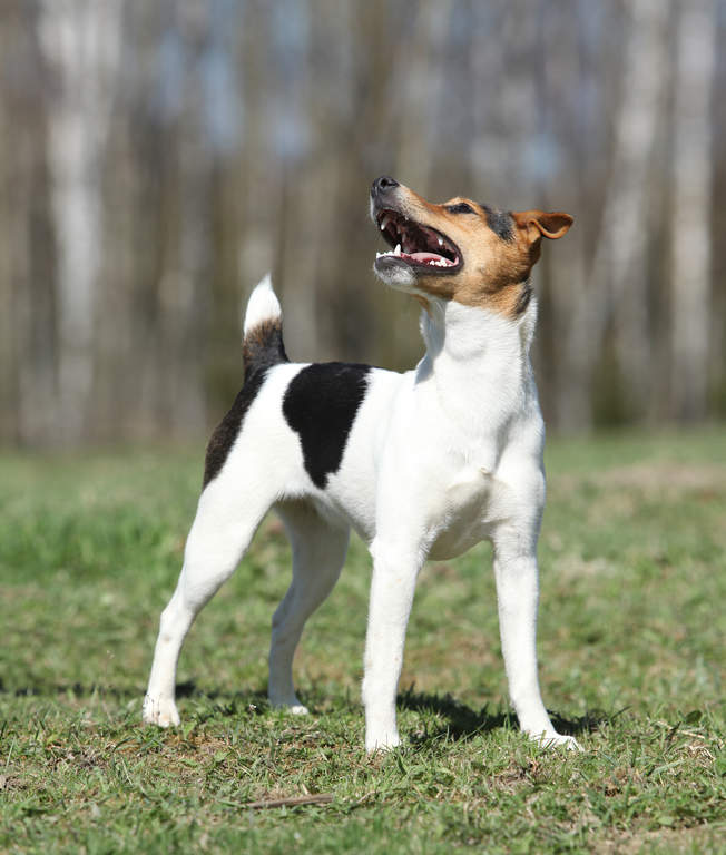 Parson Russell Terrier Dogs Parson Russell Terrier Dogs