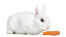 A mini rex rabbit with a beautiful soft white coat