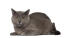 A plush coated chartreux cat lying down