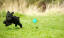 A little, black toy poodle bounding across the grass after it's ball