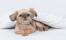 Griffon-bruxellois-puppy