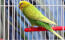 A lovely budgerigar perched inside a cage