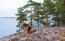 A mature airedale terrier enjoying a rest on the rocks