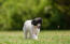 A lovely, little chinese crested puppy, strolling on the grass