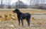 A soaking wet Gordon setter enjoying some exercise outside