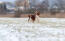 A beautiful, brown welsh springer spaniel enjoying the harsh weather