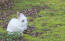 An anGora rabbit with an incredible white coat and fluffy ears