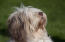 A close up of a polish lowland sheepdog's beautiful little nose