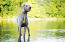 An adult weimaraner standing tall in the water, waiting for a command