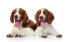Two wonderful, little welsh springer spaniel puppies lying together