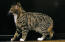 Tabby manx cat side profile against a dark background
