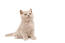 British shorthair colourpoint kitten sitting against a white background