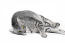 A silver spotted egyptian mau lying down for the camera