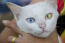 A pretty khao manee cat with one yellow eye and one blue eye