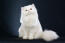 A white persian with the long fluffy coat they are famous for