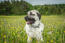 A healthy, adult anatolian shepherd dog lying down in the grass