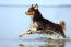 An adult australian shepherd enjoying a splash in the water