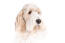 A close up of a basset griffon vendeen's head with a lovely wet nose