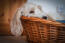 A basset griffon vendeen petit snoozing in his basket