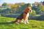 A male beagle puppy, with a lovely, short, thick coat