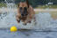 A powerful belgian shepherd dog (malinois) splashing in water