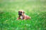 A very cute belgian shepherd dog (malinois) puppy on grass