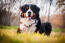 A beautiful adult bernese mountain dog, lying in the grass