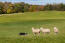 A trained border collie in the perfect environment for herding