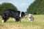 An adult border collie teaching a puppy how to play