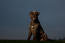 A handsome bouvier des flandres sitting down on a walk