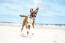 A happy boxer bouncing up the beach