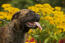 A close up of a bullmastiff's pushed back ears and short nose