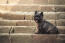 A beautiful, little black cairn terrier sitting neatly on a step