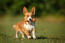 A wonderful brown and white cardigan welsh corgi playing outside