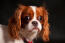 A close up of a beautiful cavalier king charles spaniel long, soft coat